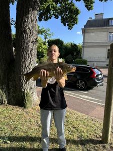 Common Carp