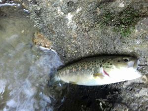 Brown Trout