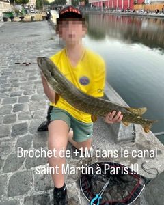 Northern Pike