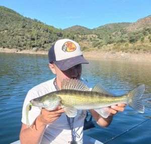 Zander