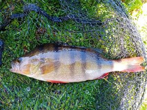 European Perch