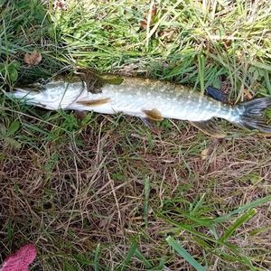 Northern Pike