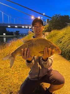 Common Bream