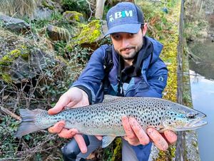 Brown Trout