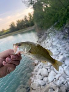 Largemouth Bass