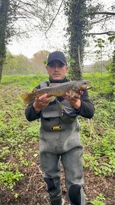 Brown Trout