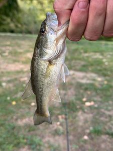 Largemouth Bass