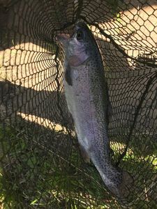 Rainbow Trout