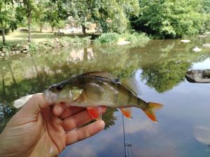European Perch