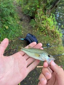 Largemouth Bass