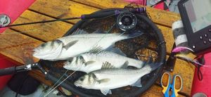 European Bass (Seabass)