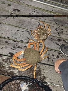 European Spider Crab