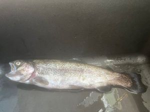 Rainbow Trout