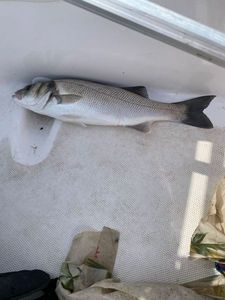 European Bass (Seabass)