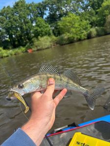 Zander
