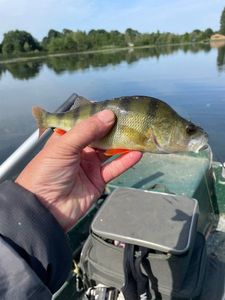 European Perch
