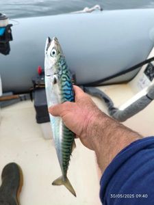 Mackerel