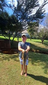Sharptooth Catfish