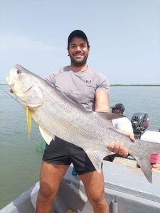 Giant African Threadfin