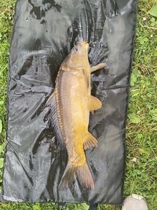 Leather Carp