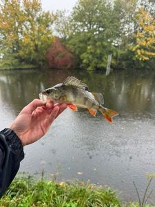 European Perch