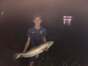 Grass Carp