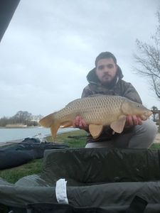 Common Carp