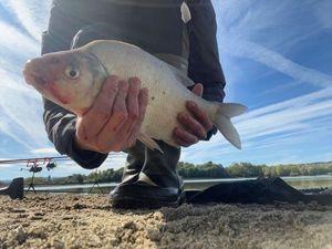 Common Bream