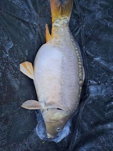 Mirror Carp