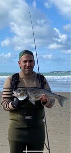 European Bass (Seabass)