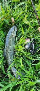 Rainbow Trout