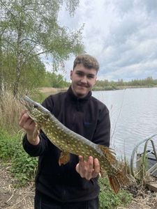 Northern Pike