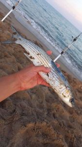 Thicklip Grey Mullet