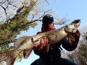 Northern Pike