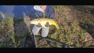 Mirror Carp