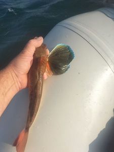 Red Gurnard