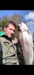 Rainbow Trout