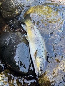 Brown Trout