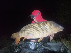 Common Carp