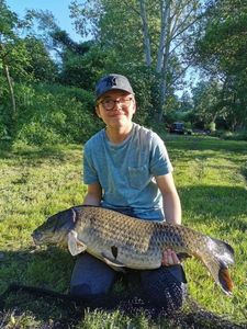 Common Carp