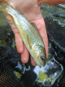 Brown Trout