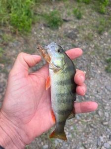 European Perch