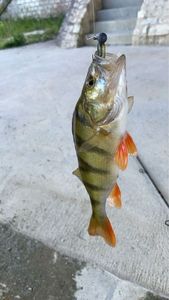 European Perch