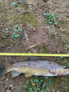 Brown Trout