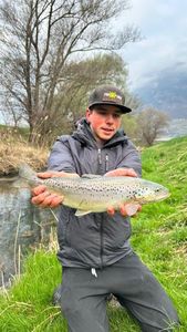 Brown Trout