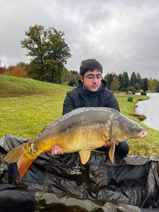 Mirror Carp