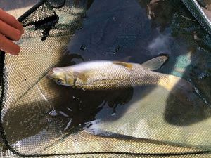Barbel