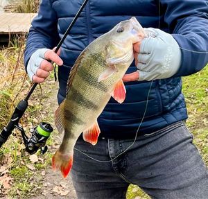 European Perch