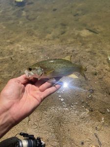 Largemouth Bass