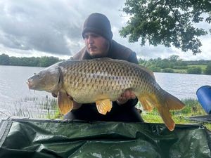 Common Carp